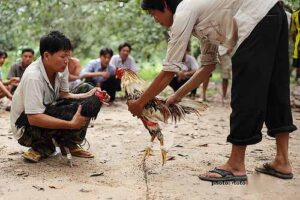 Gà chọi bao nhiêu tháng thì vần được