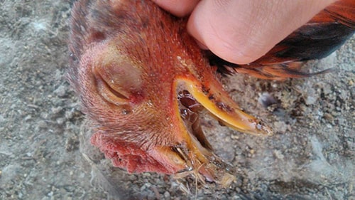 Gà bị bệnh dịch tả (Newcastle disease)